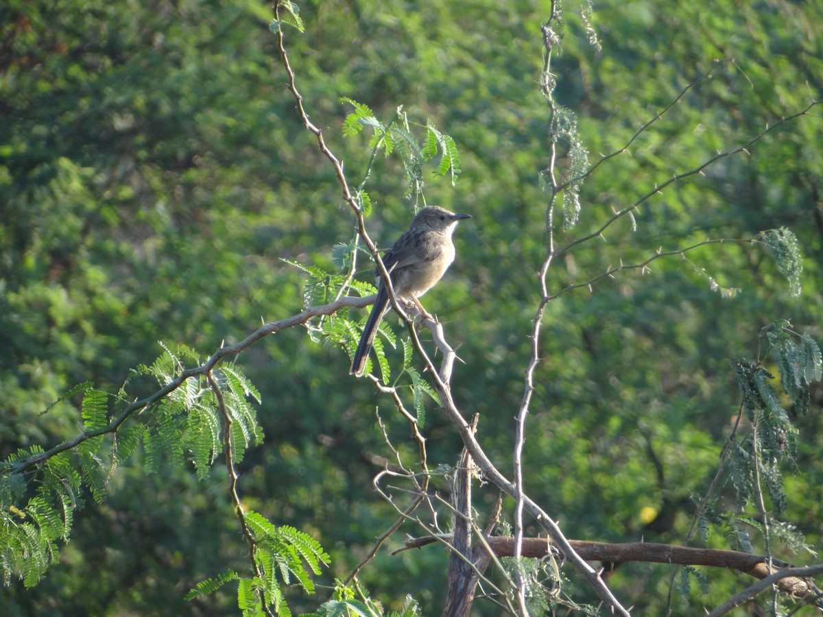 Common Babbler - Ashish Gajjar