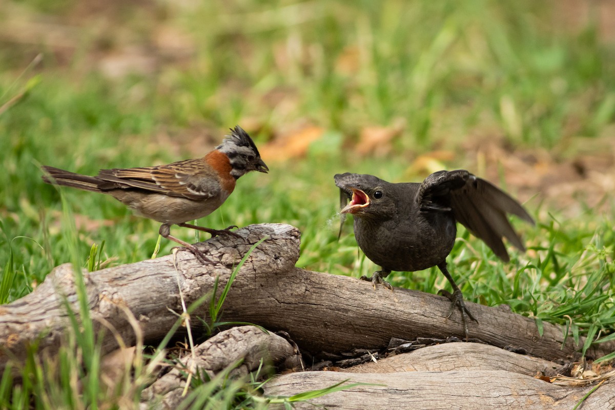 Shiny Cowbird - Ariel Cabrera Foix