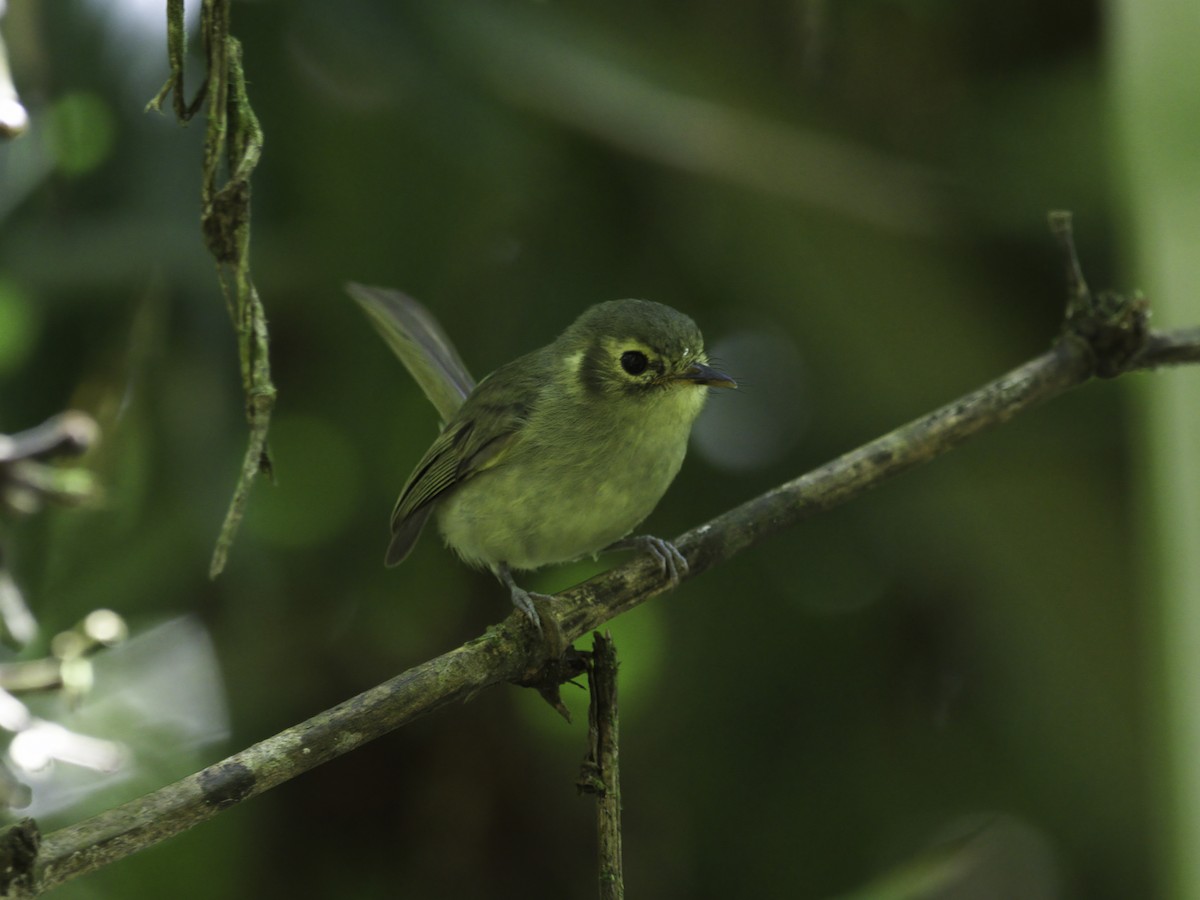 Oustalet's Tyrannulet - ML611273049