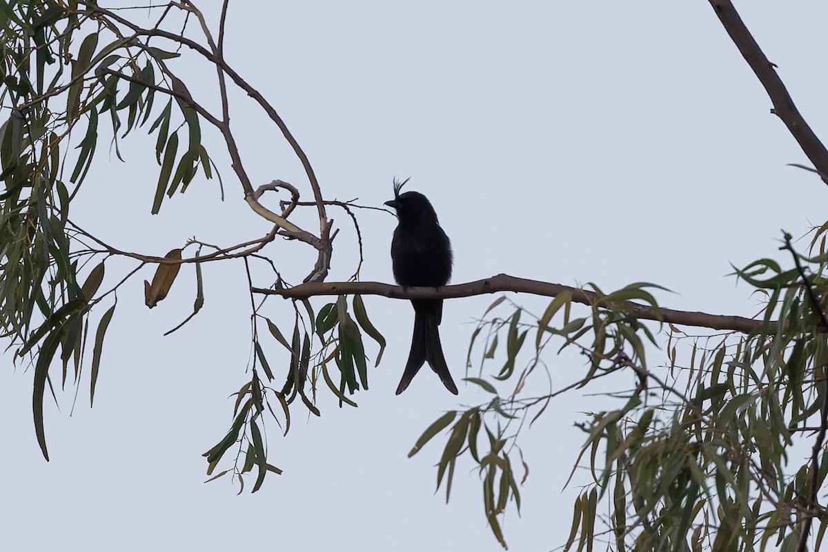 Crested Drongo (Madagascar) - ML611273054