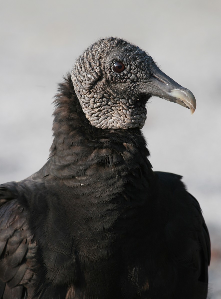 Black Vulture - ML611273221