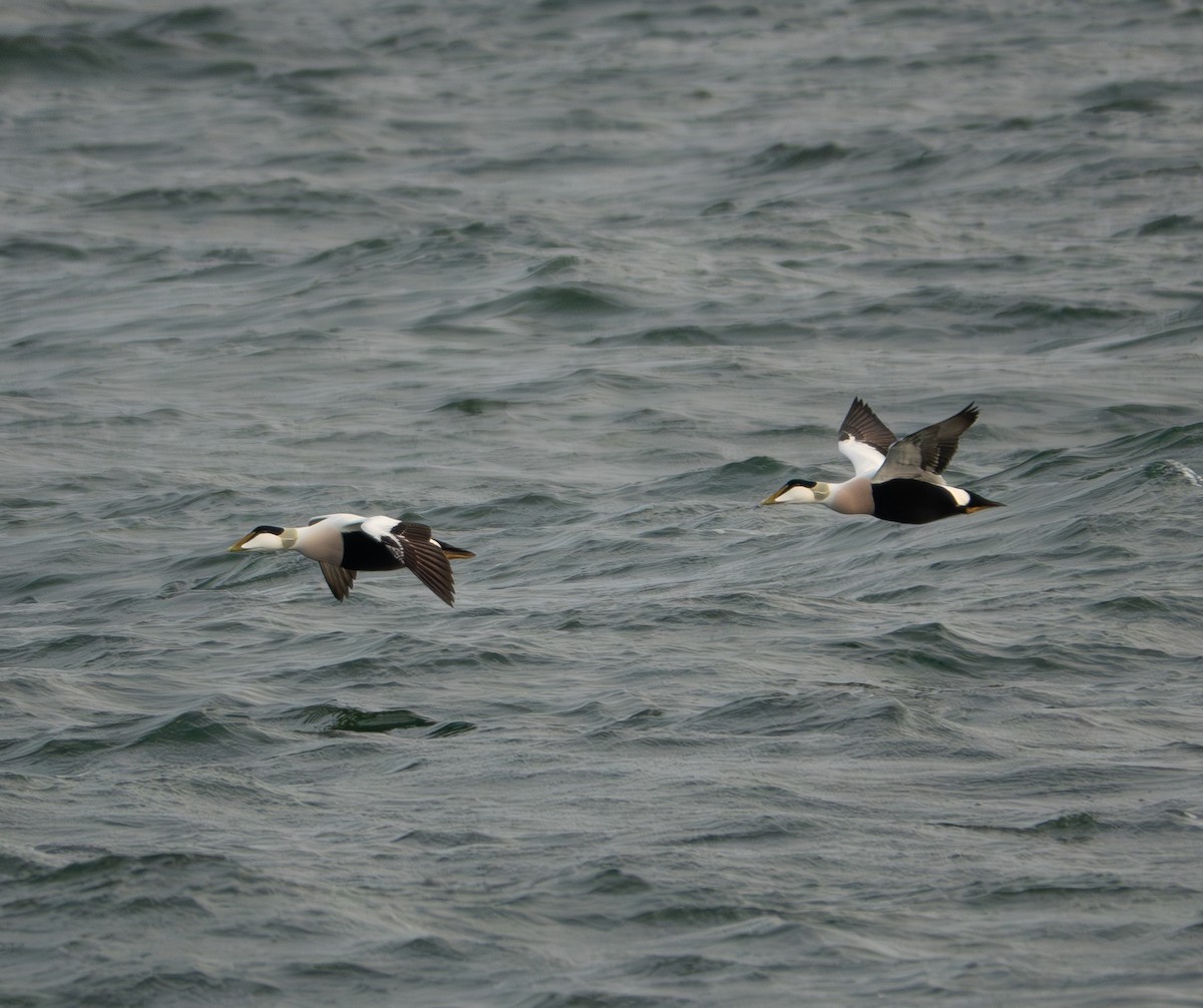 Common Eider - ML611273237