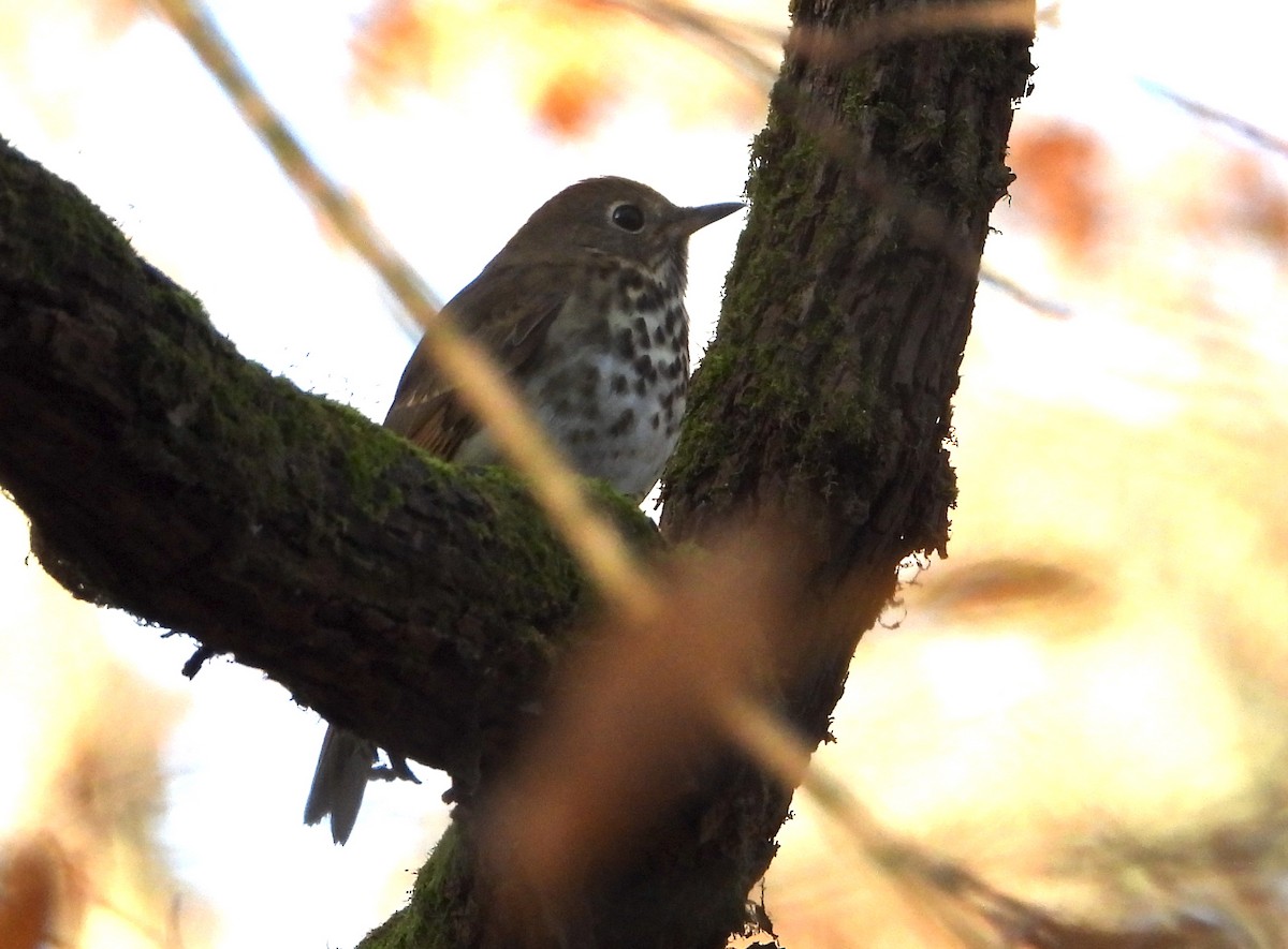 Hermit Thrush - ML611273283