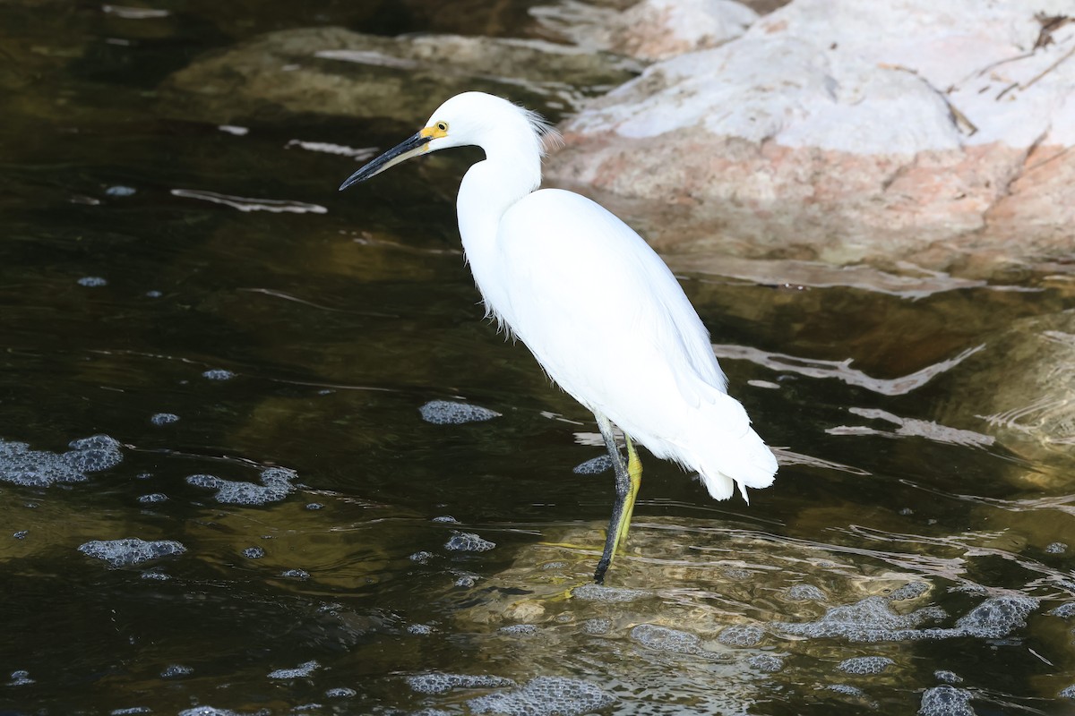 Snowy Egret - ML611273320