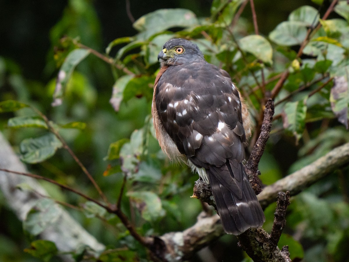 Double-toothed Kite - ML611273337