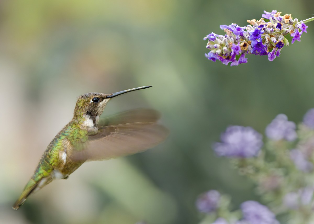 Black-chinned Hummingbird - ML611273374