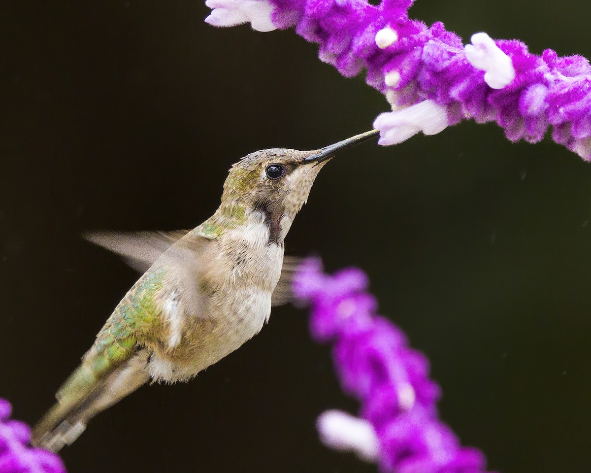 Black-chinned Hummingbird - ML611273378