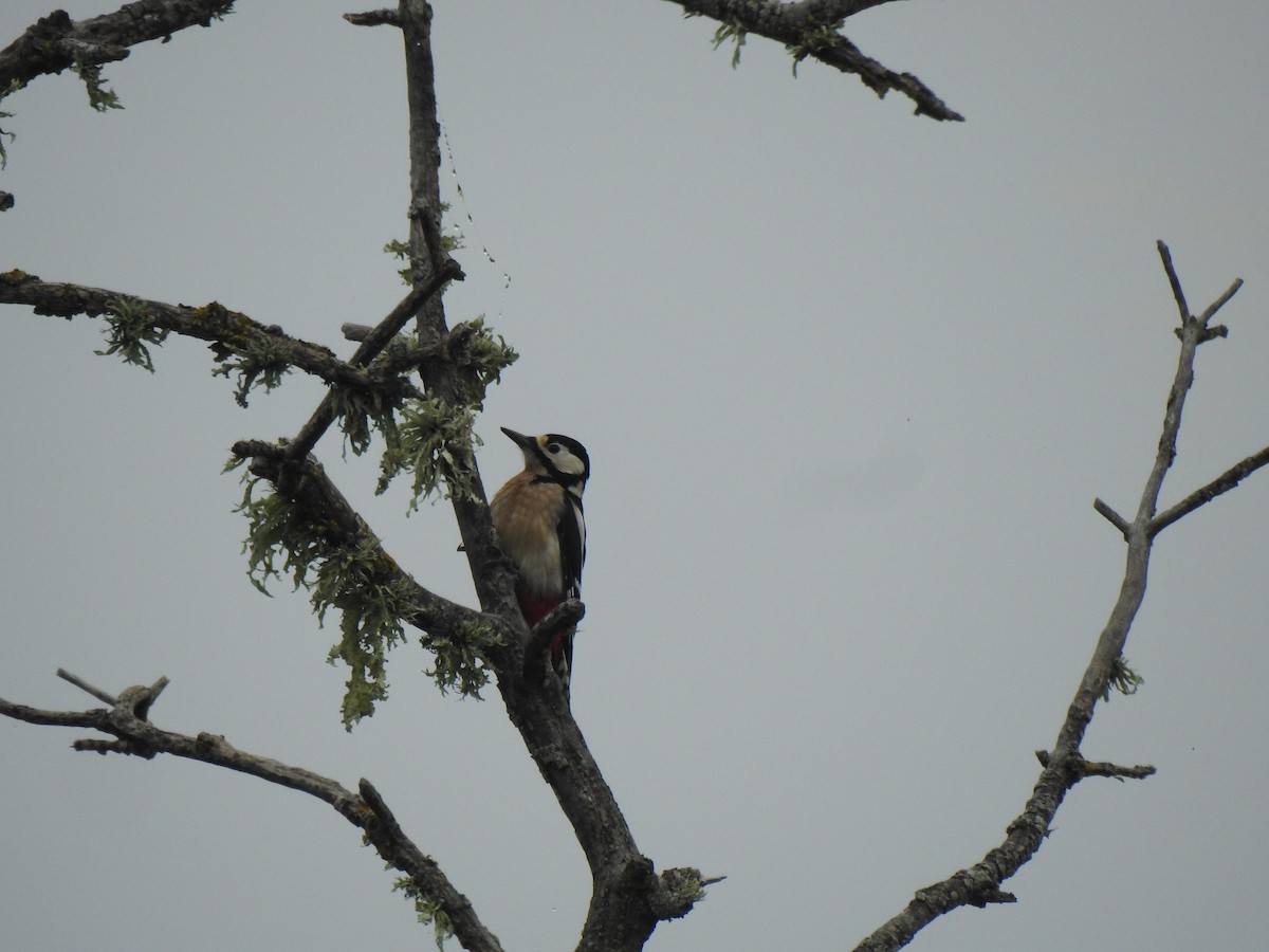 Great Spotted Woodpecker - ML611273380