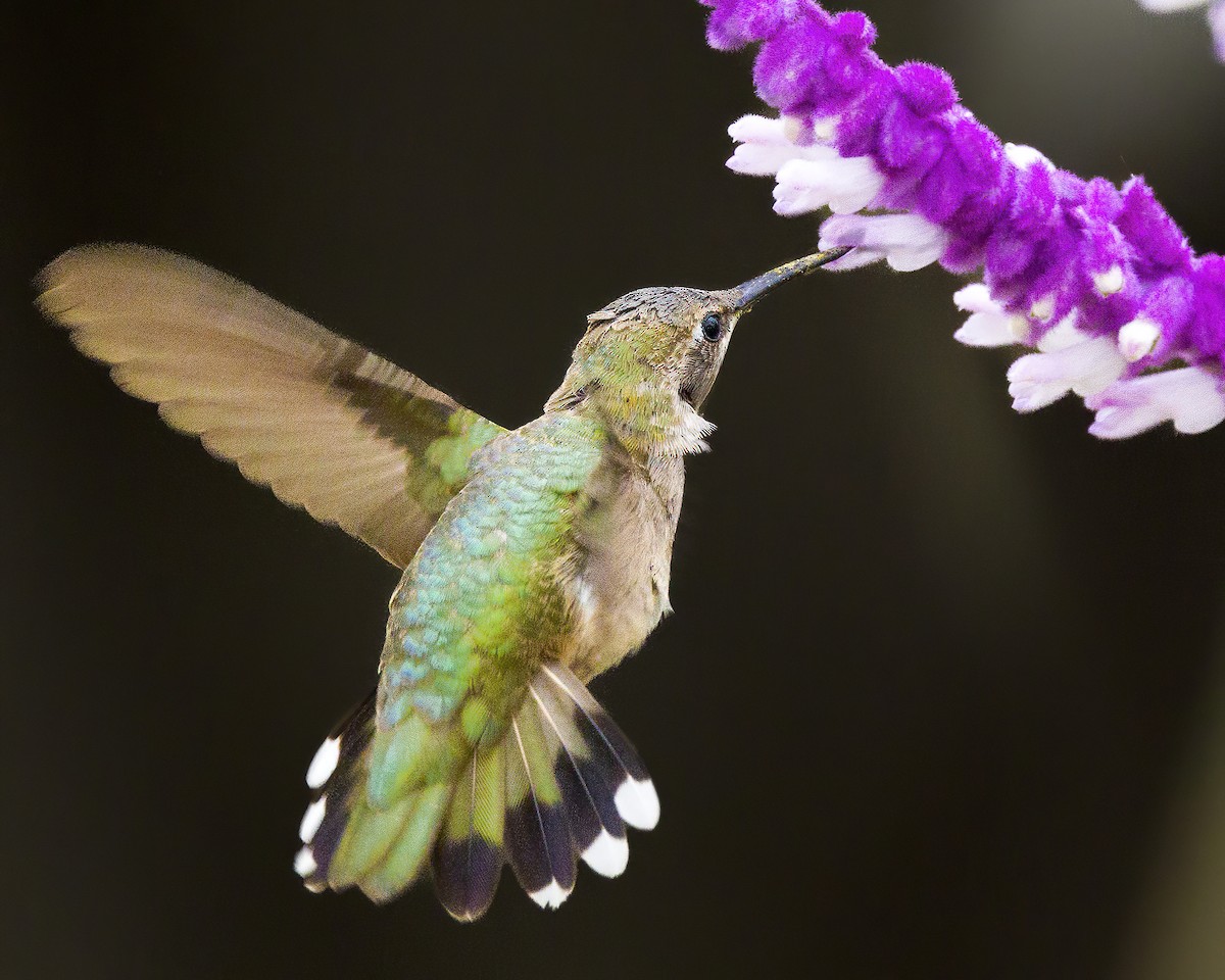 Black-chinned Hummingbird - ML611273381