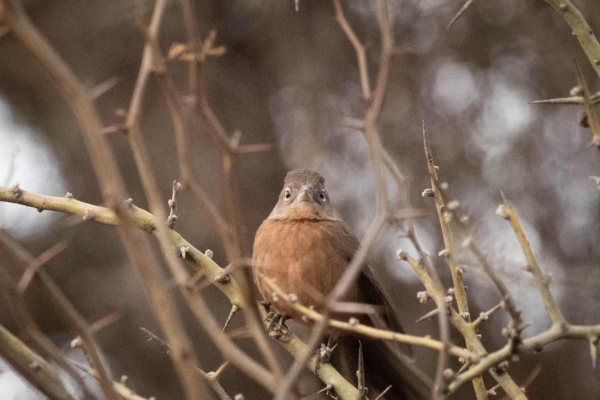 Red-crested Finch - ML611273392