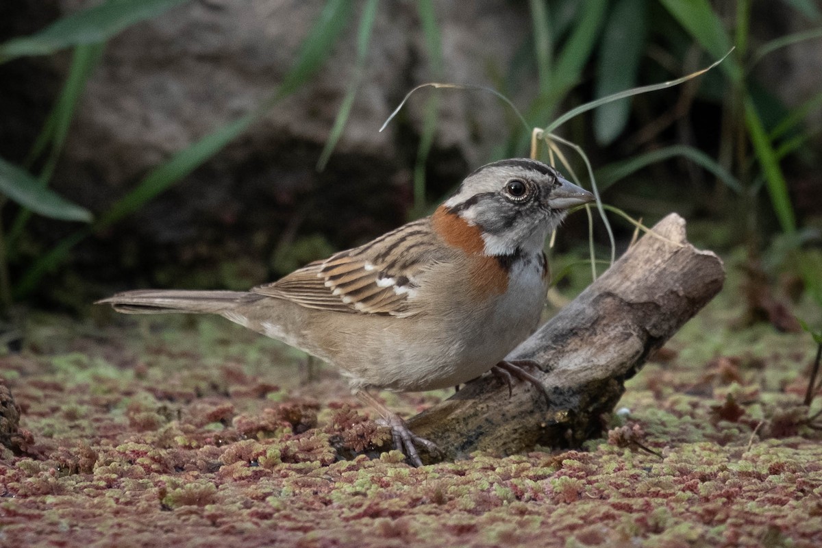 Rufous-collared Sparrow - ML611273406