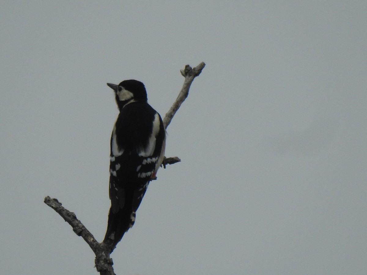 Great Spotted Woodpecker - ML611273456