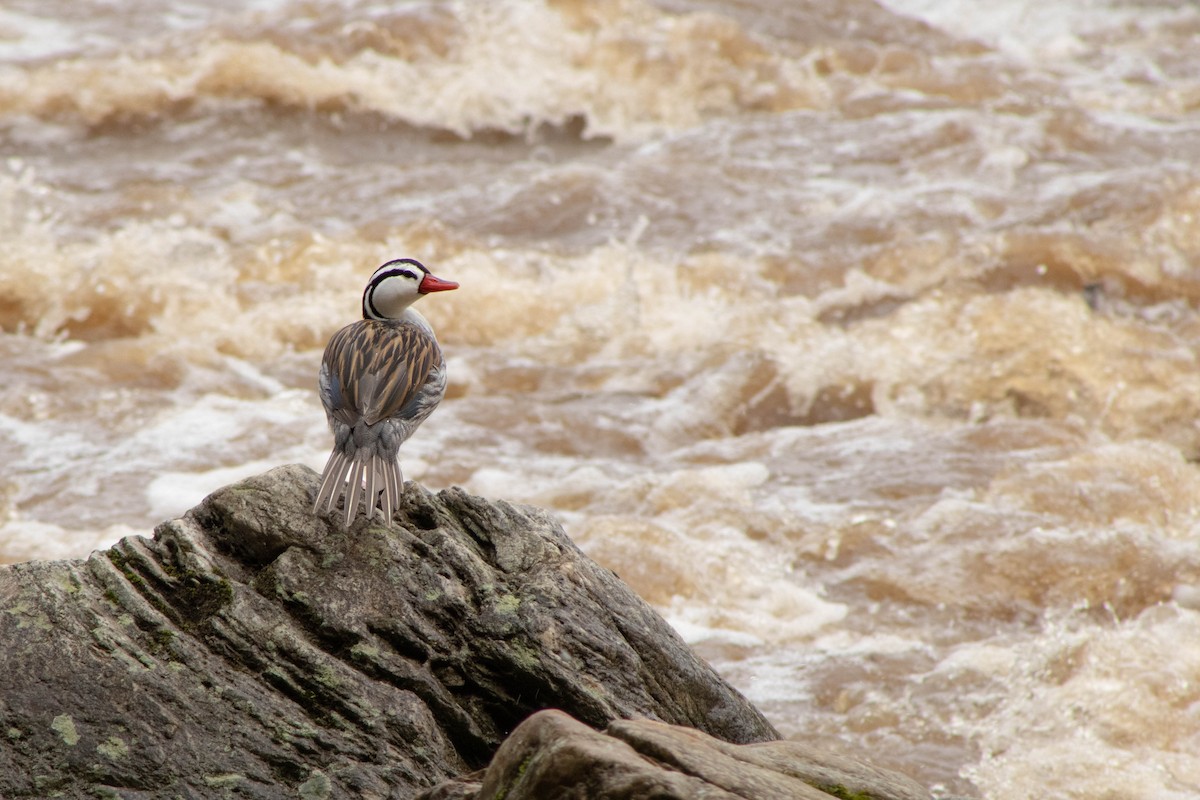 Torrent Duck - ML611273512