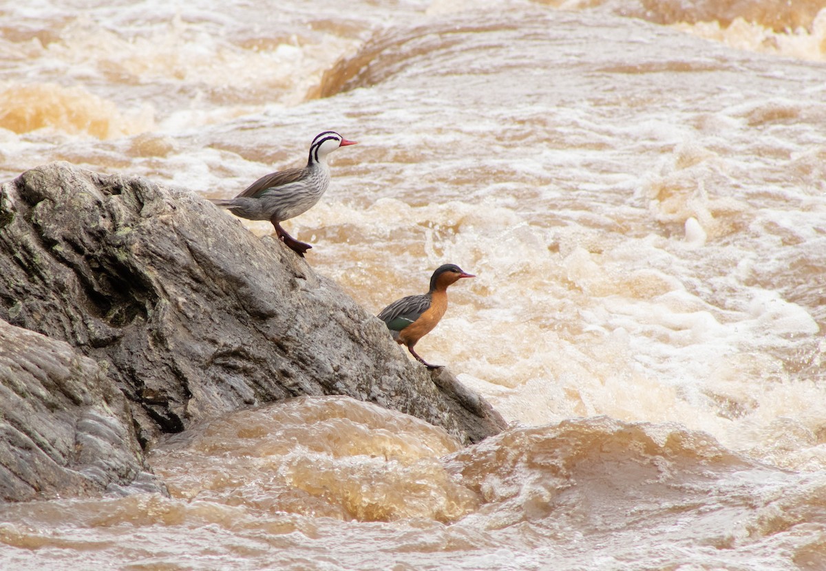 Torrent Duck - Johnatan Alvarez Cardona