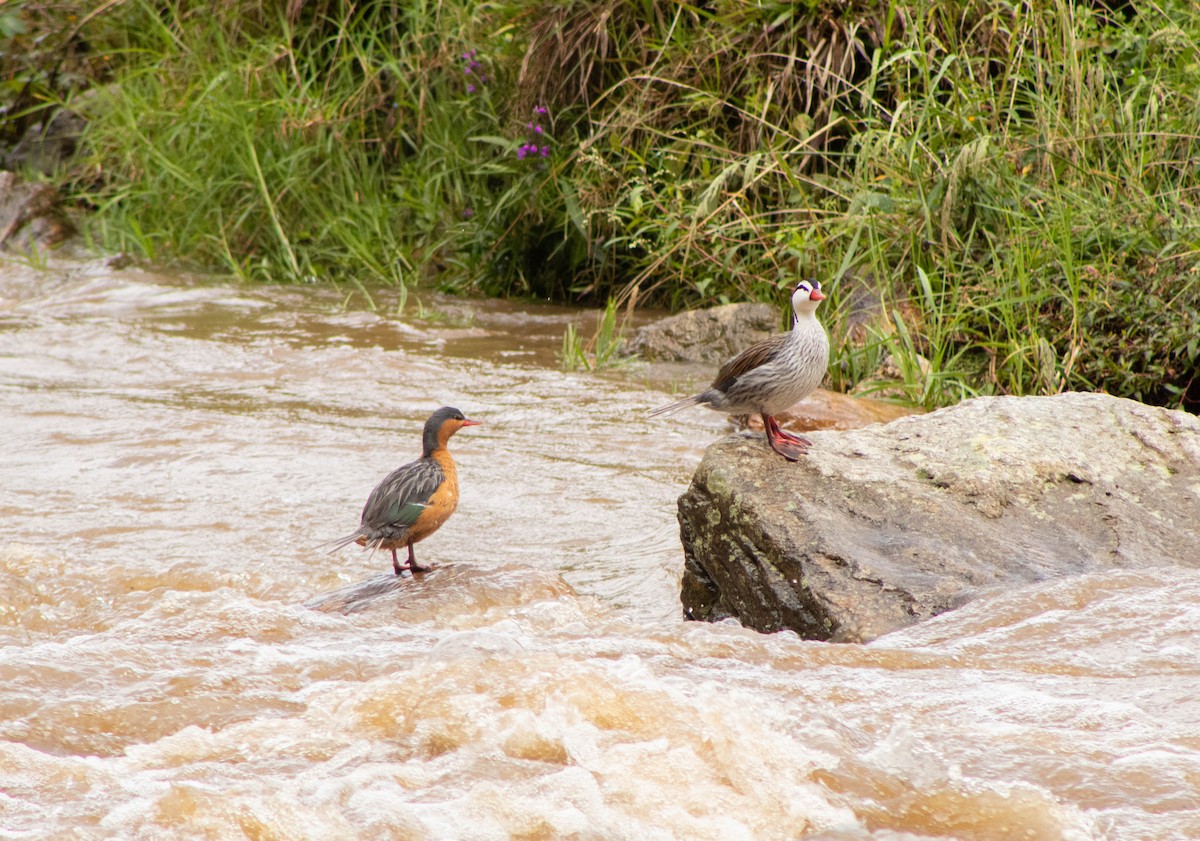 Torrent Duck - Johnatan Alvarez Cardona