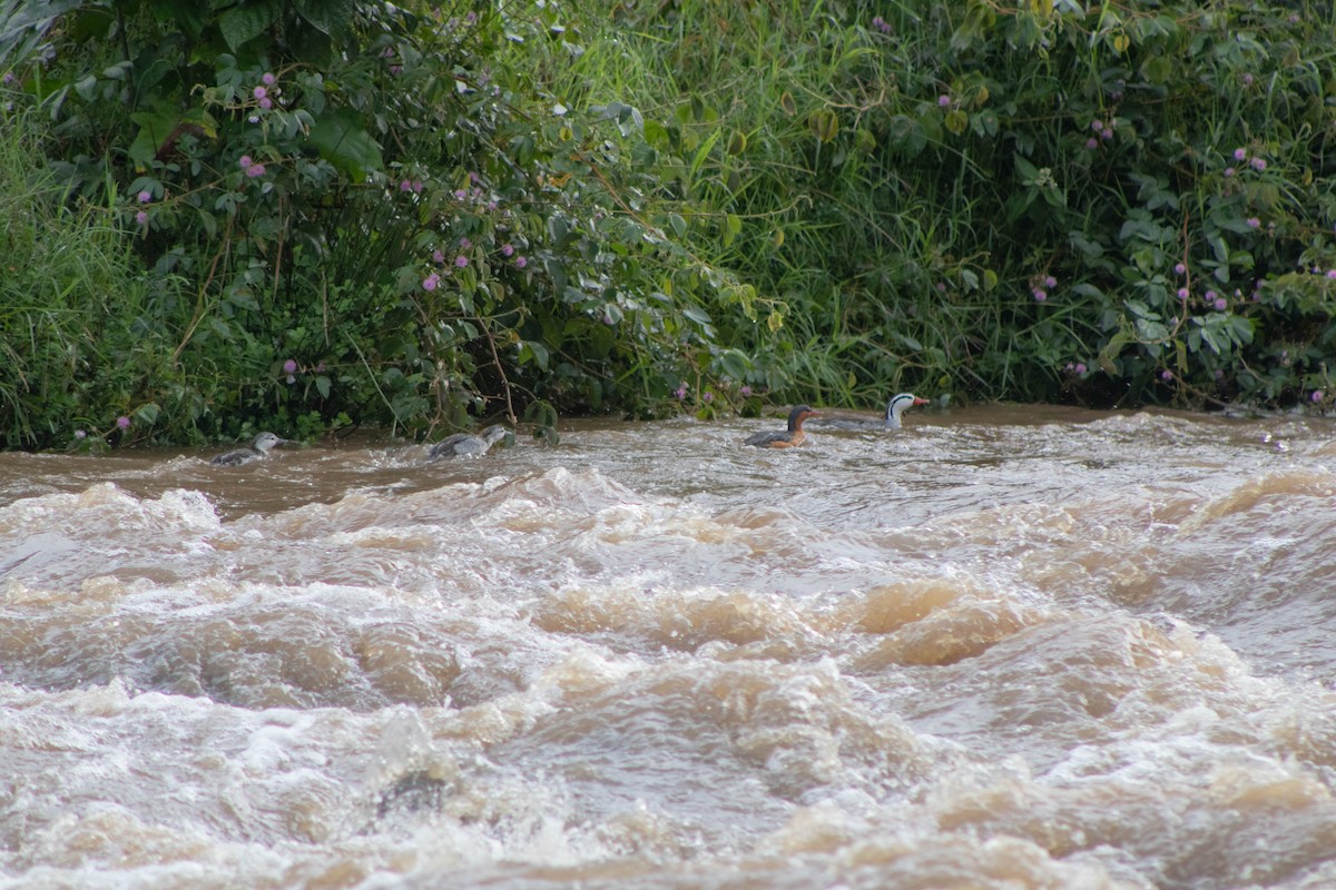 Torrent Duck - Johnatan Alvarez Cardona