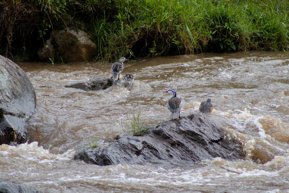 Torrent Duck - ML611273521