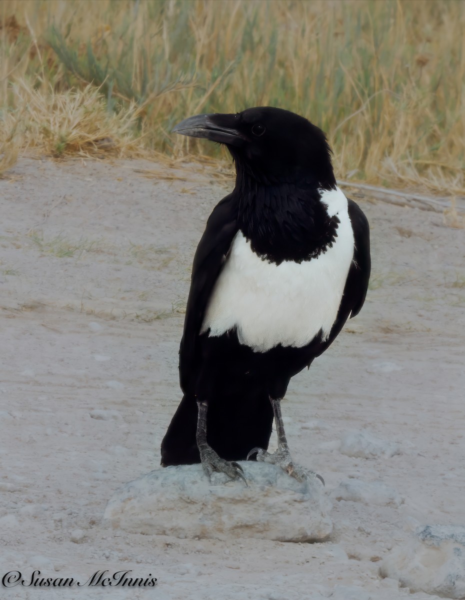 Pied Crow - ML611273527