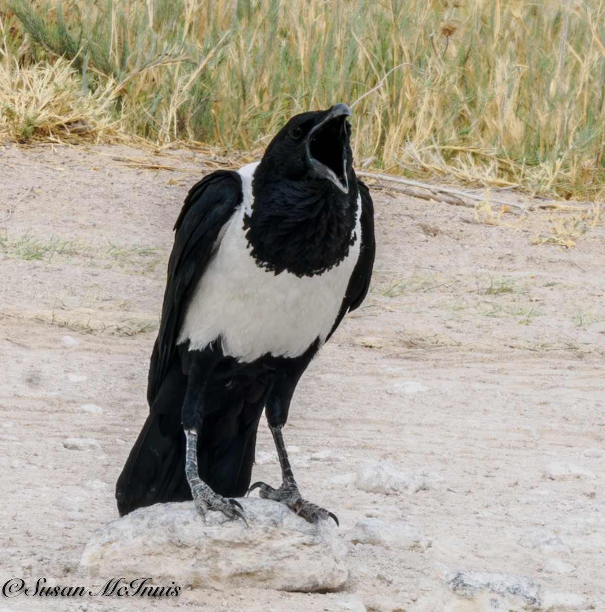 Pied Crow - ML611273542