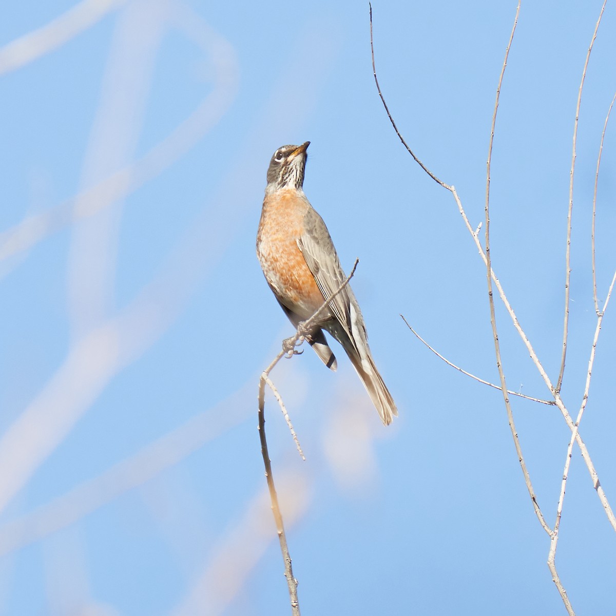 American Robin - ML611273580