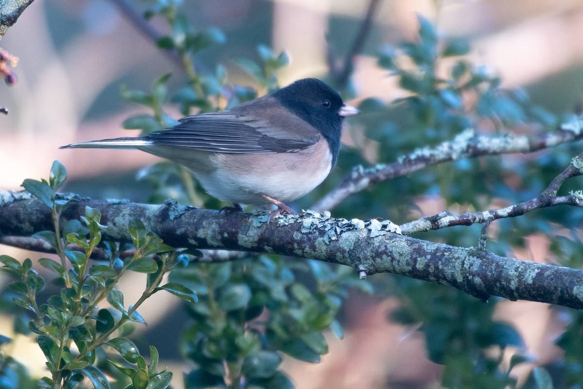 Dark-eyed Junco - Chris McDonald