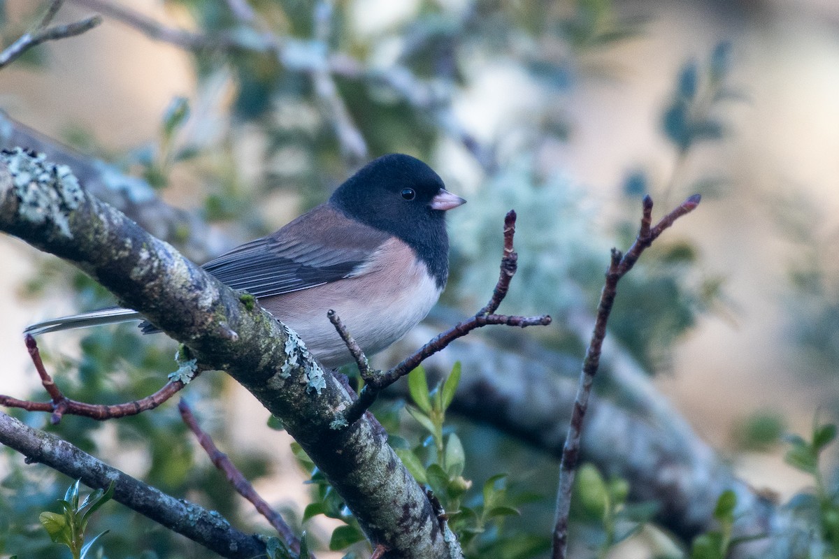 Dark-eyed Junco - Chris McDonald