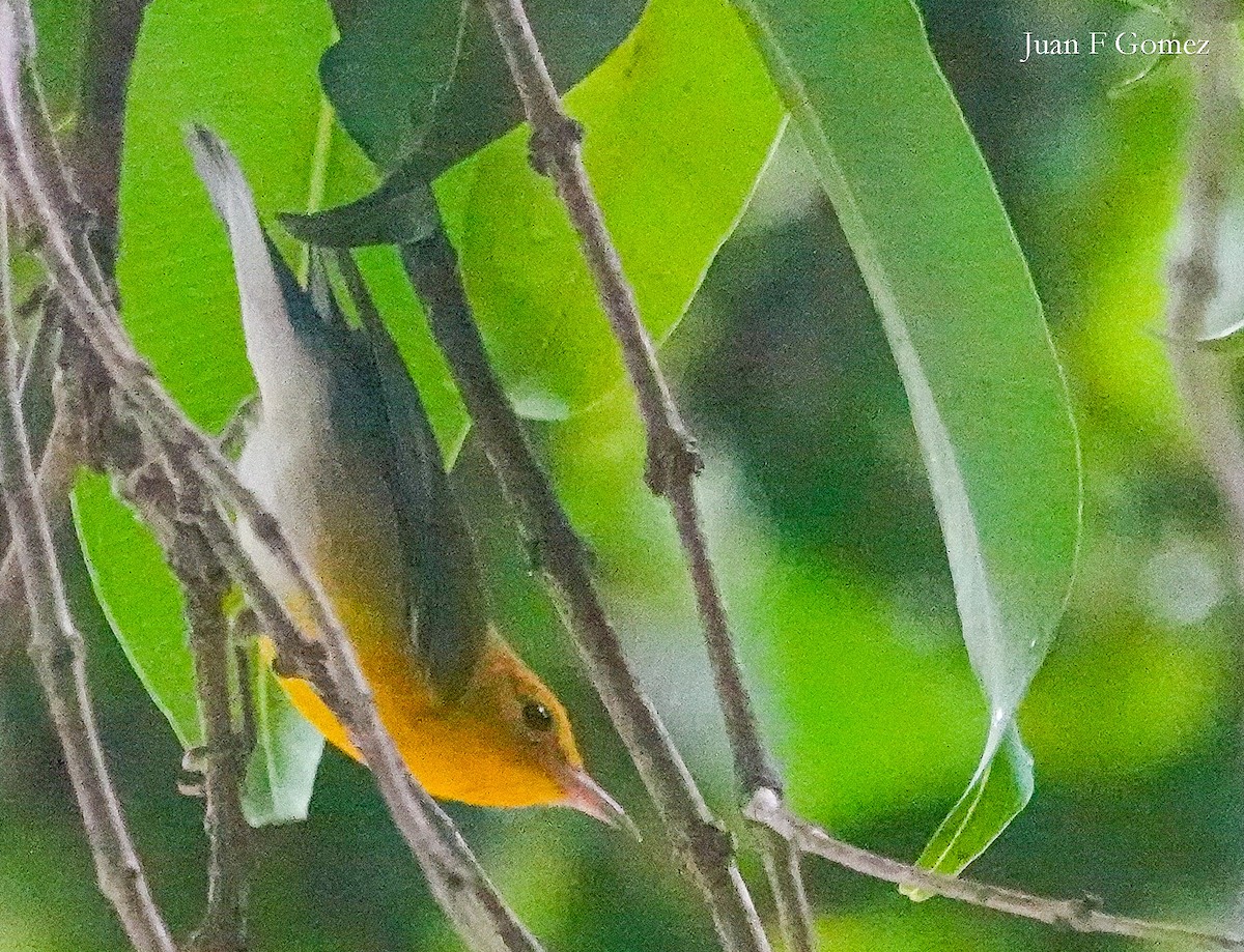 Prothonotary Warbler - ML611273637