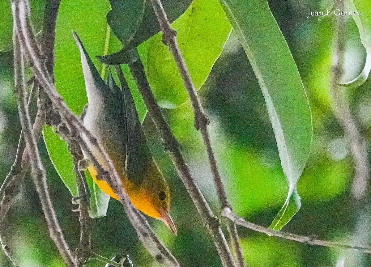Prothonotary Warbler - ML611273638