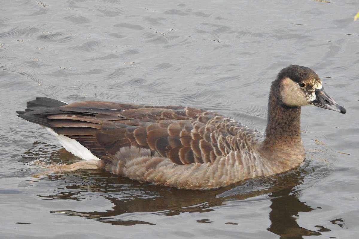 Graylag x Canada Goose (hybrid) - ML611273655