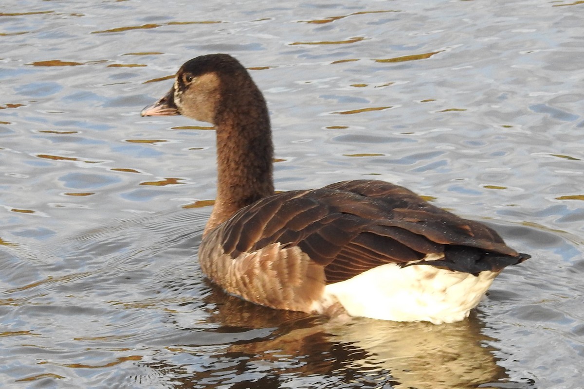 Graylag x Canada Goose (hybrid) - ML611273690