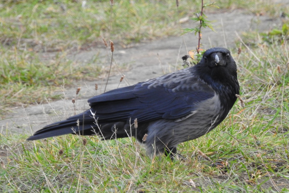 Carrion x Hooded Crow (hybrid) - ML611273736