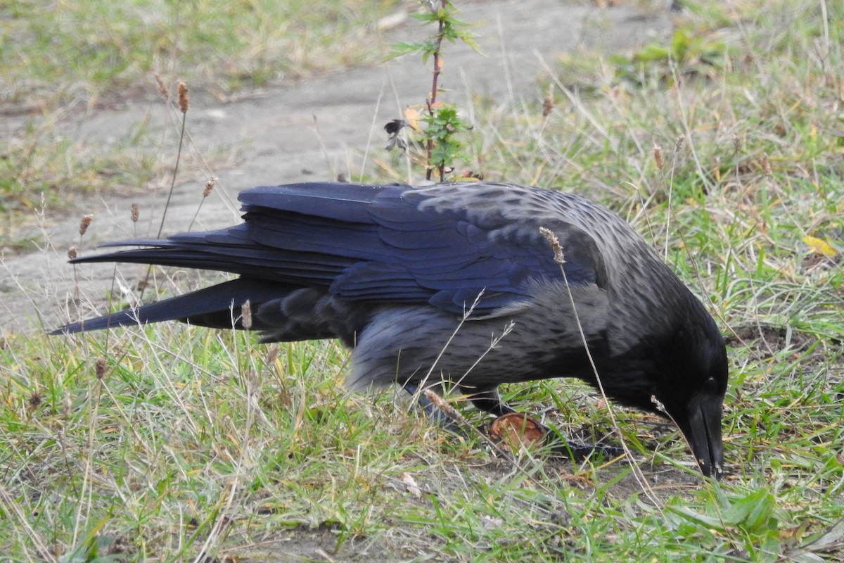 Carrion x Hooded Crow (hybrid) - ML611273740
