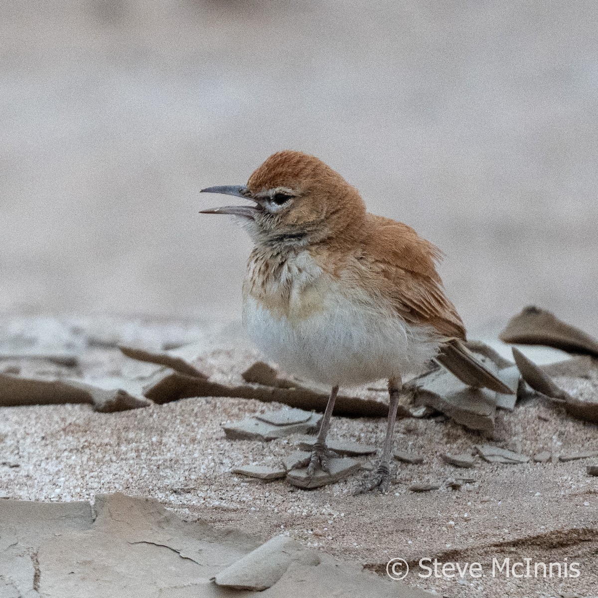 Alondra de las Dunas (erythrochlamys) - ML611273789