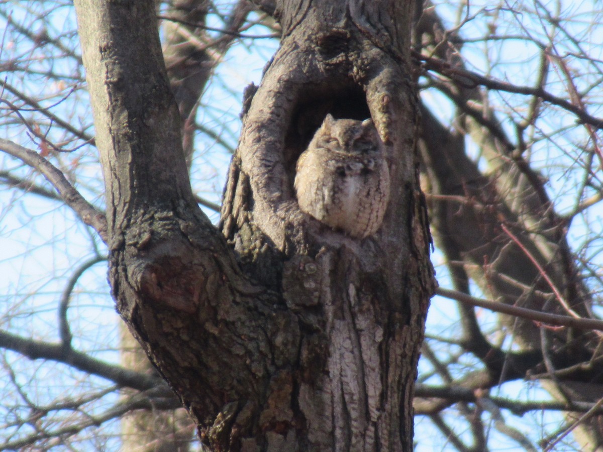 Eastern Screech-Owl - ML611273848