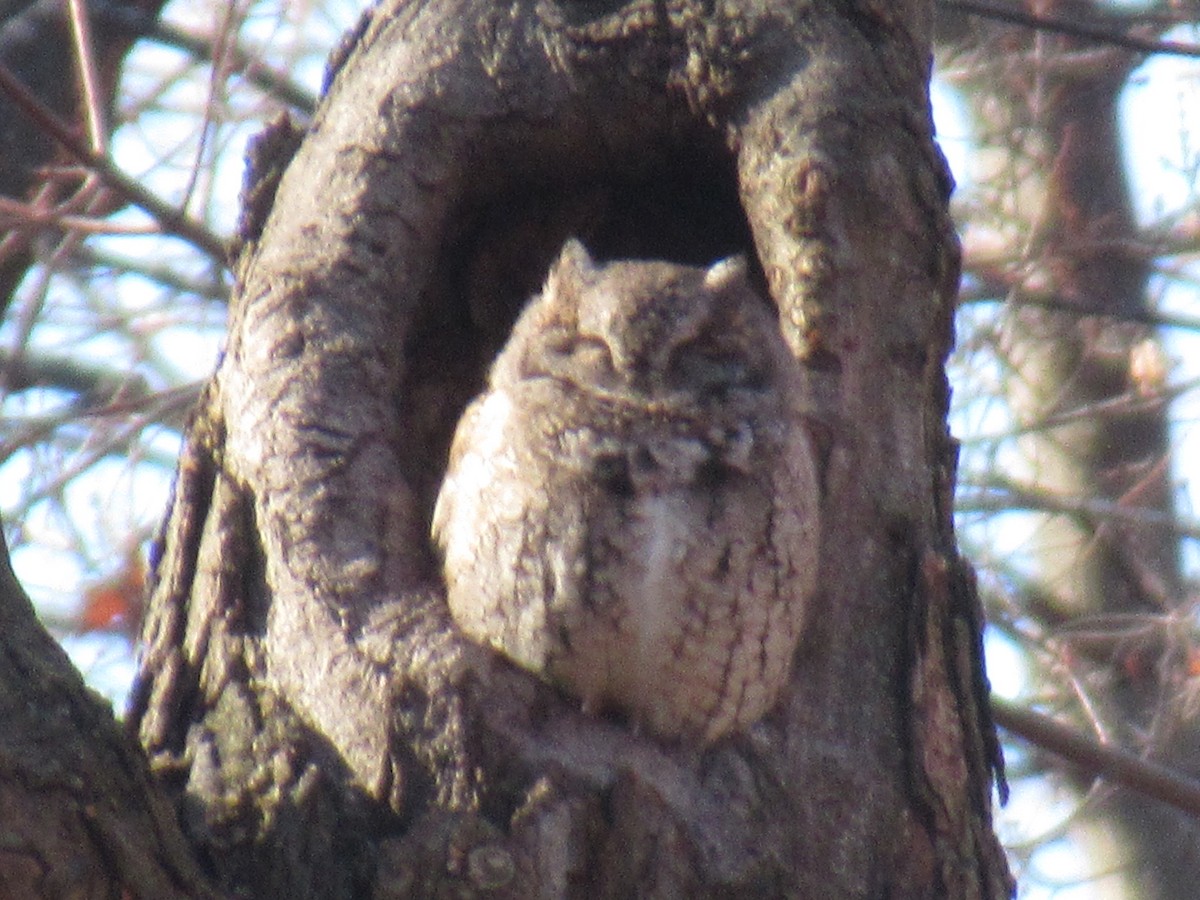 Eastern Screech-Owl - Adam Chambers