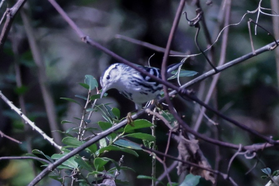 Black-and-white Warbler - ML611273886