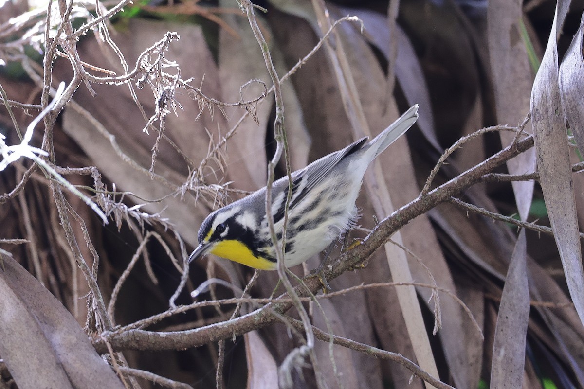 Yellow-throated Warbler - ML611273896