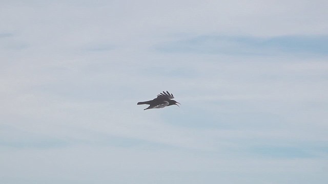 Red-billed Chough - ML611273989