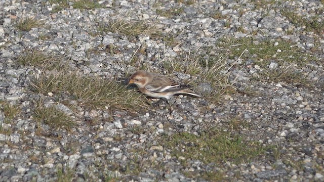 Snow Bunting - ML611274004