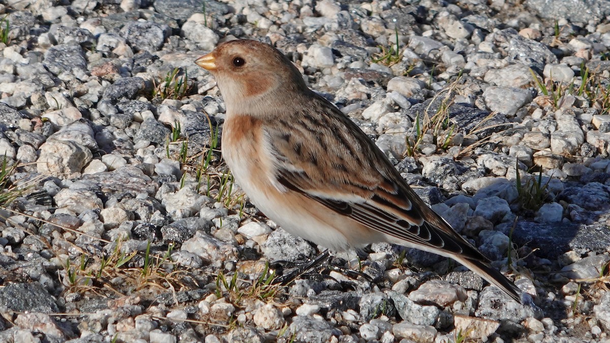 Snow Bunting - ML611274008