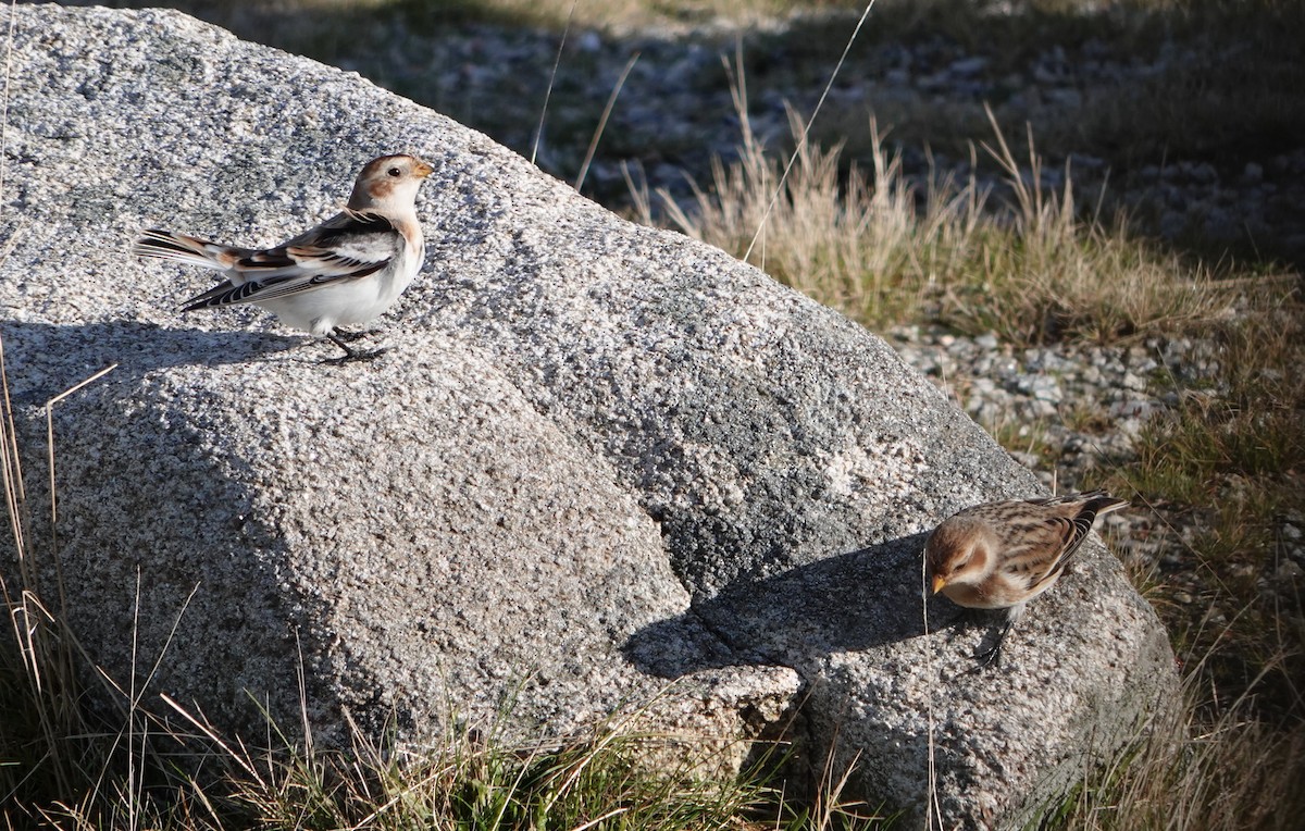 Snow Bunting - ML611274011