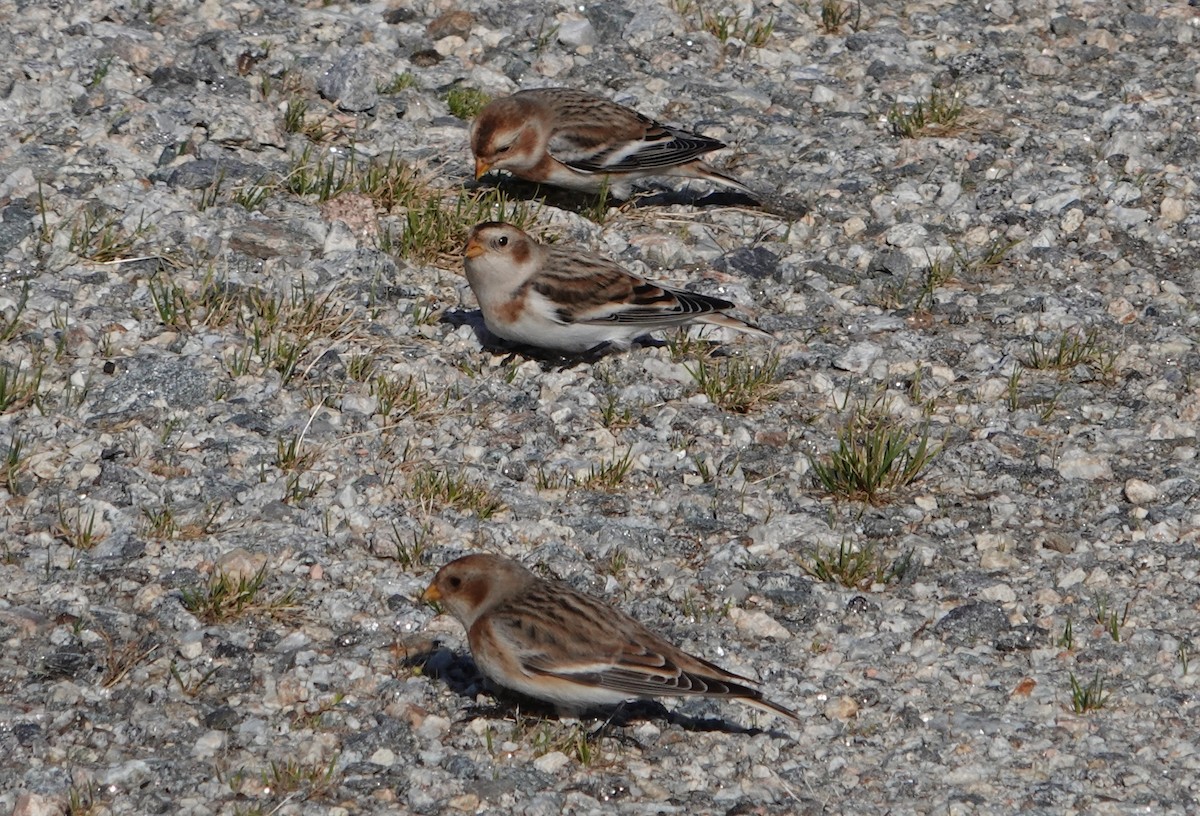 Snow Bunting - ML611274013