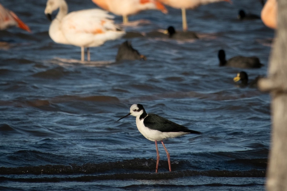 Black-necked Stilt - ML611274022