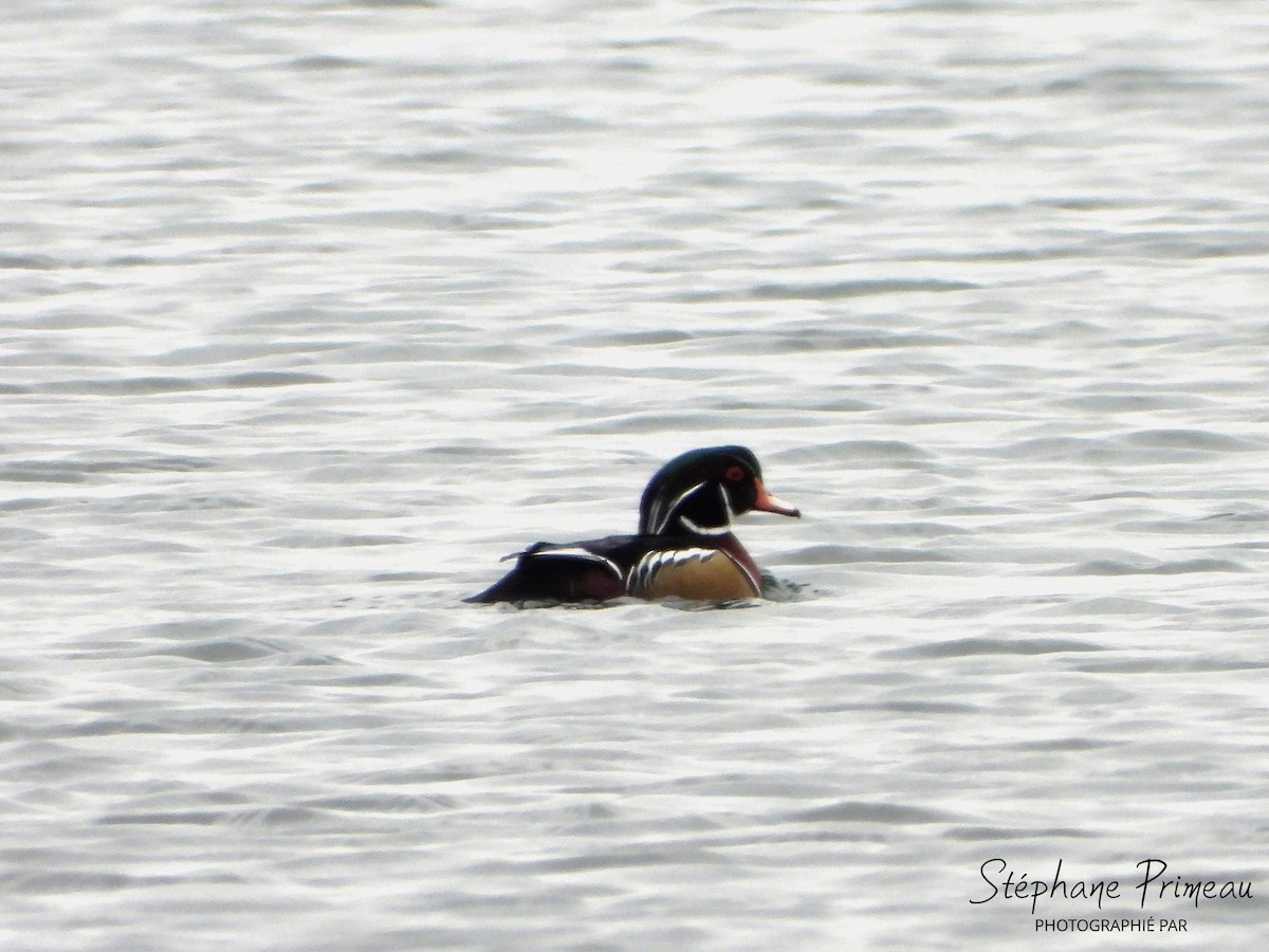 Wood Duck - ML611274089