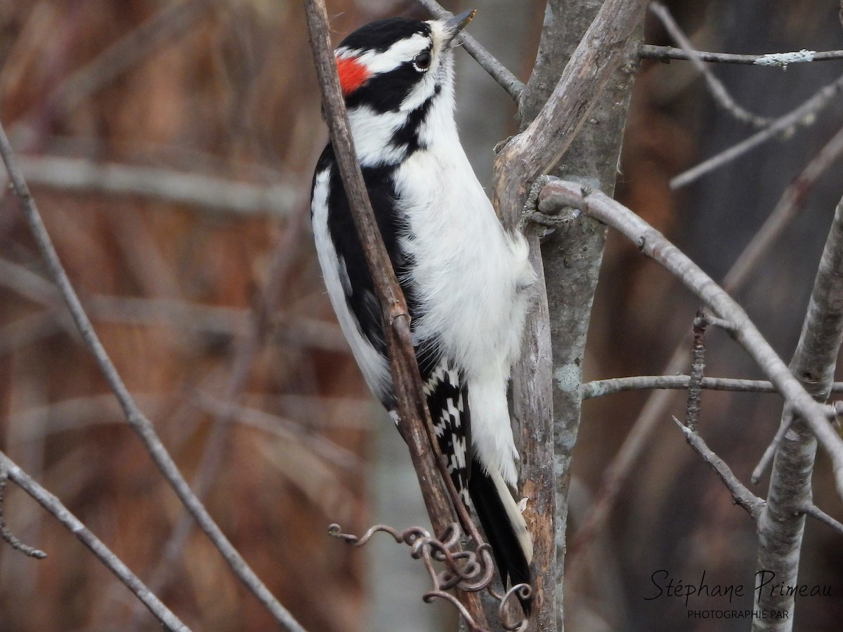 Downy Woodpecker - Stéphane Primeau