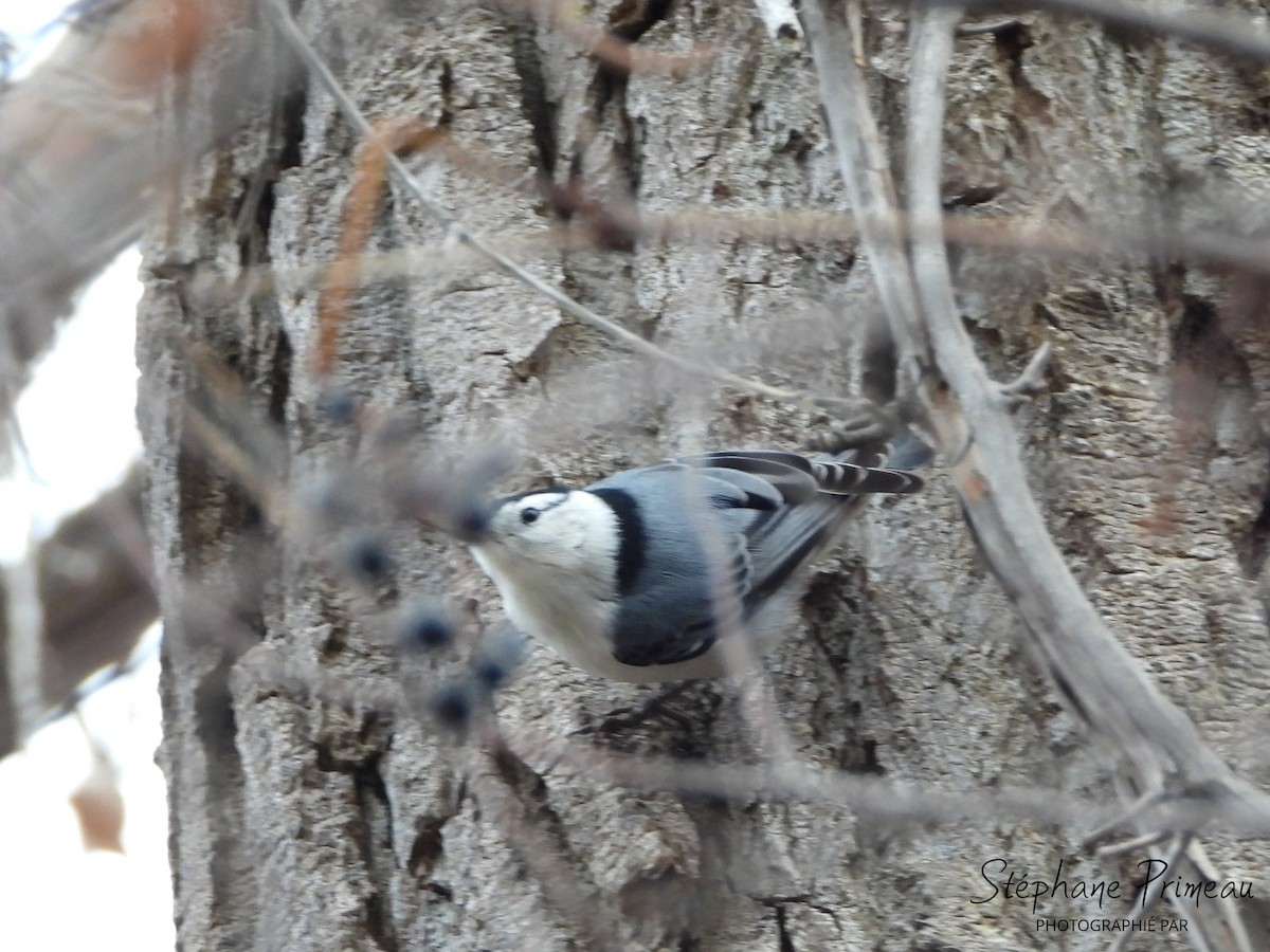 White-breasted Nuthatch - ML611274198