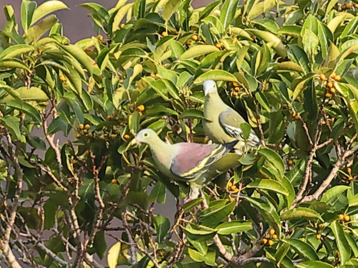 Gray-cheeked Green-Pigeon - ML611274200