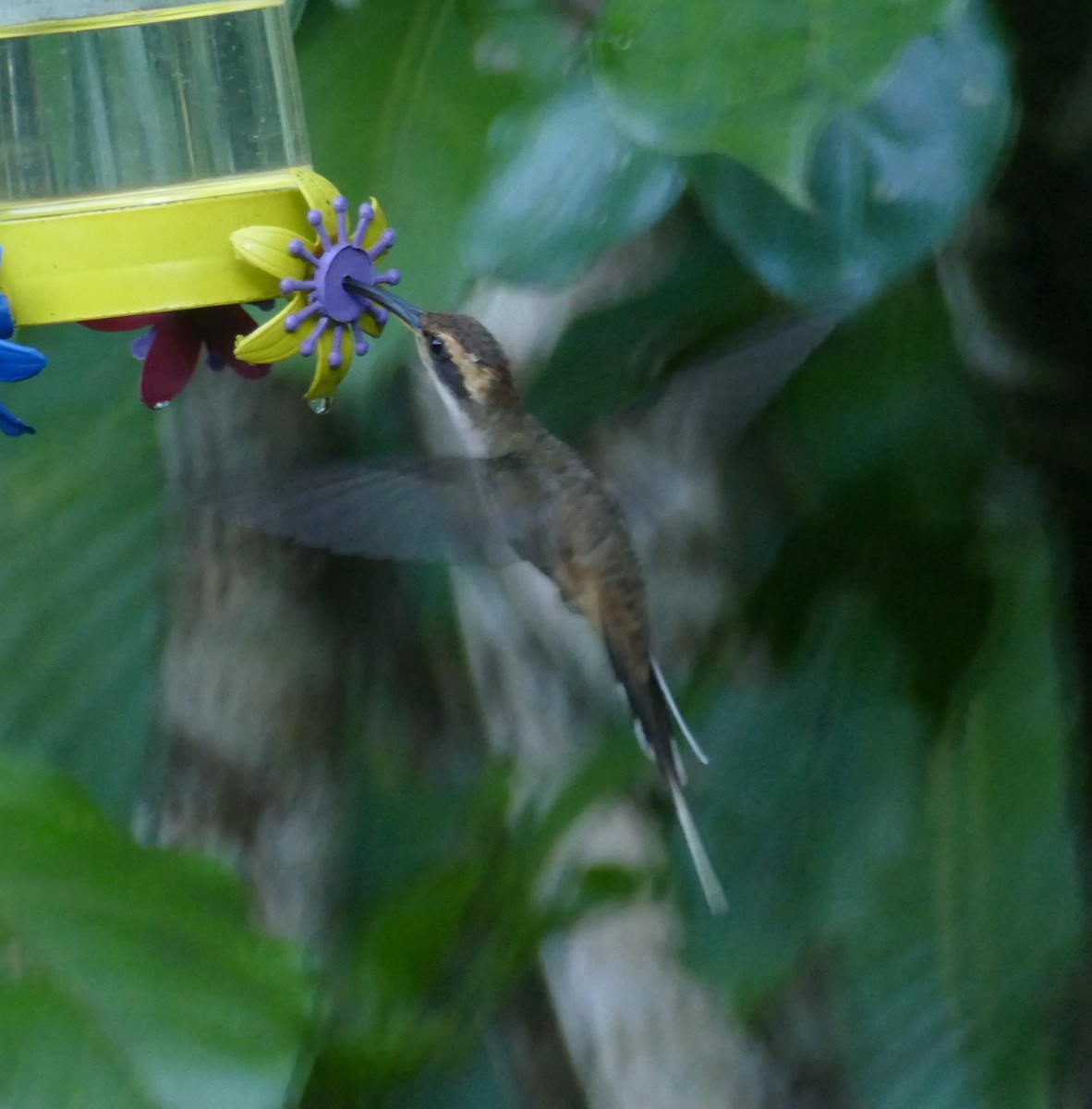 Чешуегорлый колибри-отшельник - ML611274238