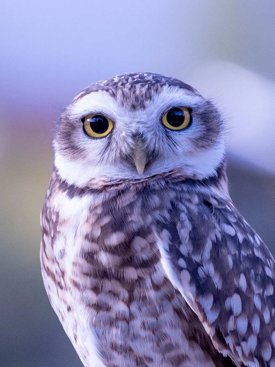 Burrowing Owl - ML611274258