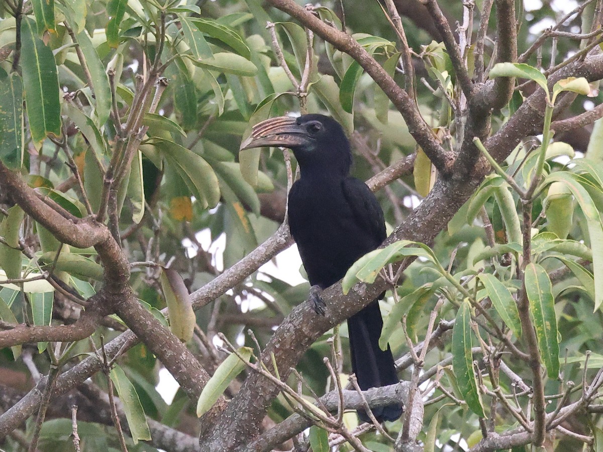 Gelbmasken-Hornvogel (exarhatus) - ML611274261